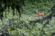 Domenica 02 Luglio 2017 – P.zo Gro - FOTOGALLERY